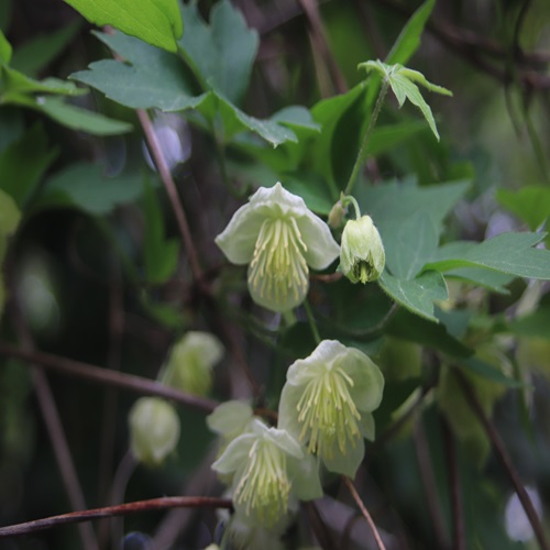 シロバナハンショウヅルの花
