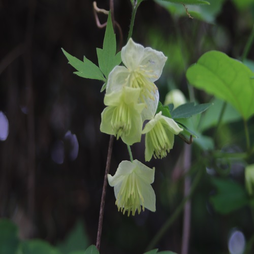 シロバナハンショウヅルの花