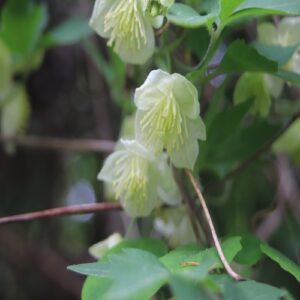 シロバナハンショウヅルの花