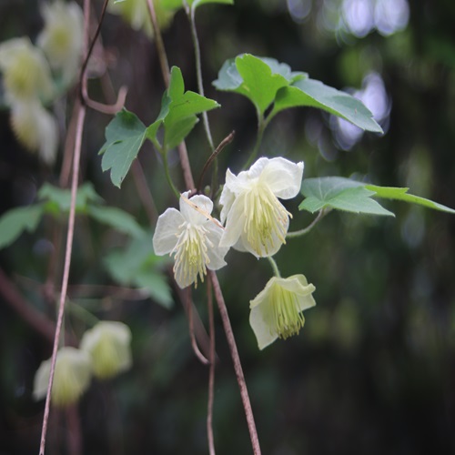 シロバナハンショウヅルの花