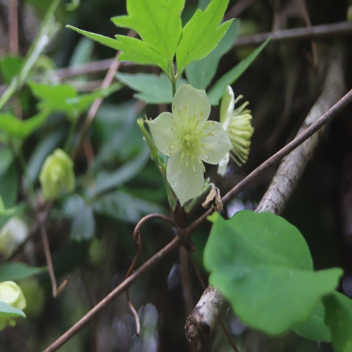 シロバナハンショウヅルの花