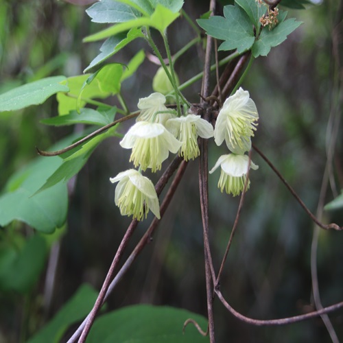 シロバナハンショウヅルの花