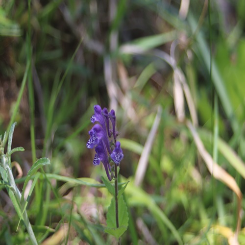 タツナミソウの花