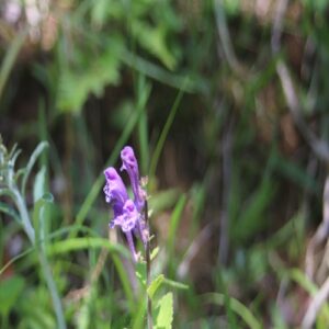タツナミソウの花