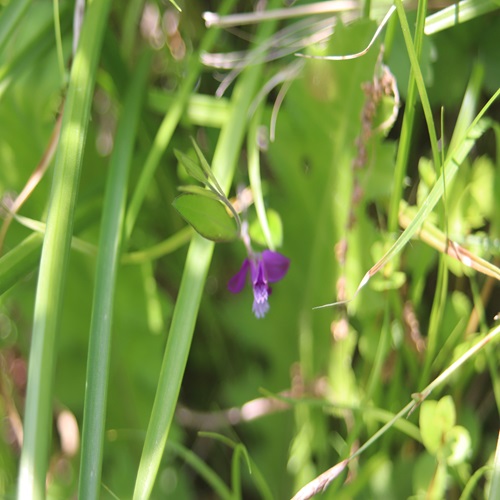 ヒメハギの花