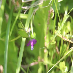 ヒメハギの花
