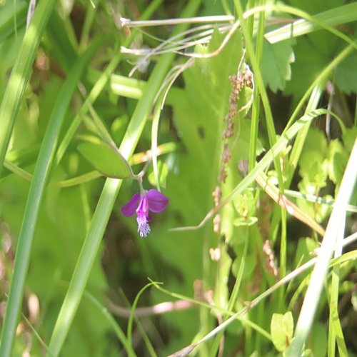ヒメハギの花