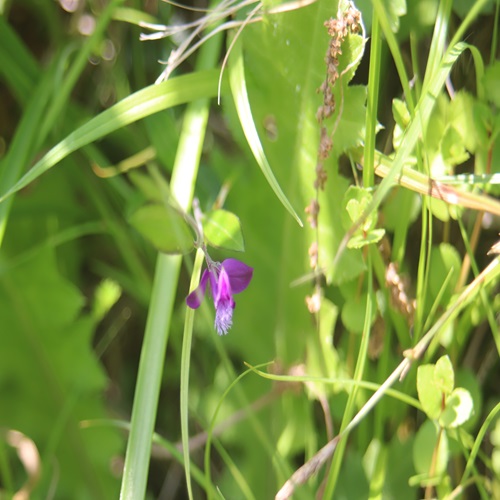ヒメハギの花