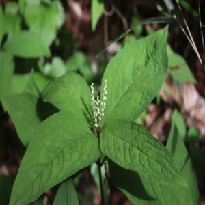 フタリシズカの花