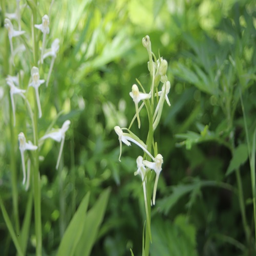 ツレサギソウの花