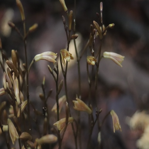 エンシュウムヨウランの花