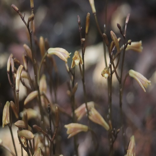 エンシュウムヨウランの花