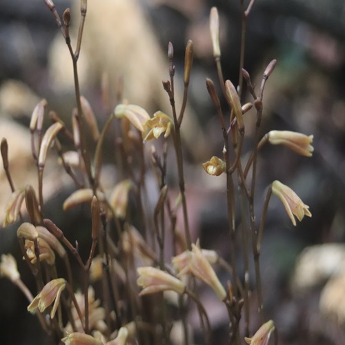 エンシュウムヨウランの花