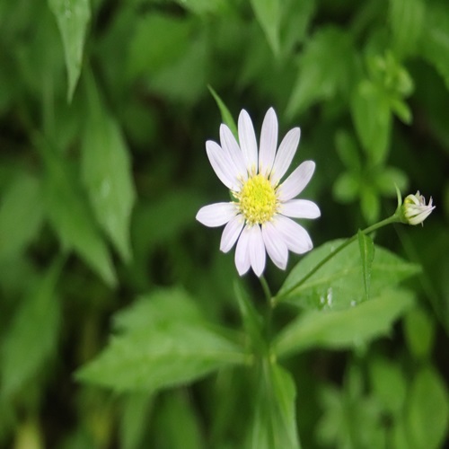 ミヤマヨメナの花