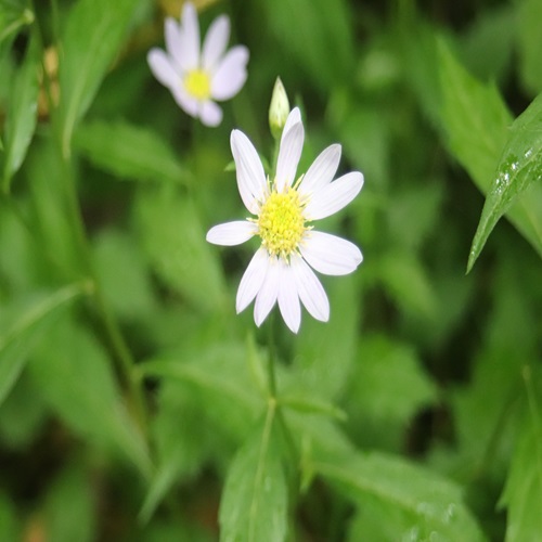 ミヤマヨメナの花