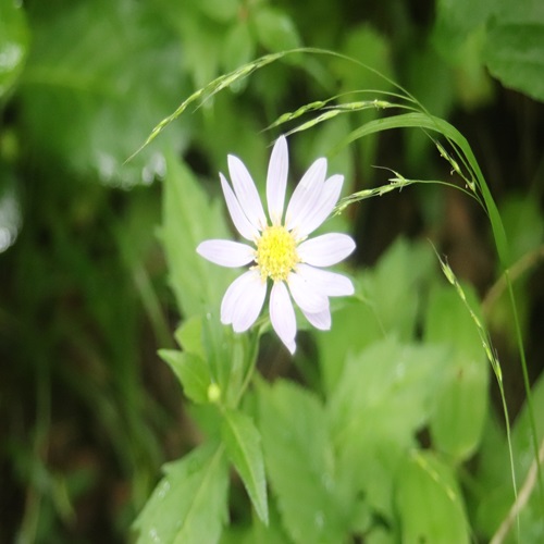 ミヤマヨメナの花