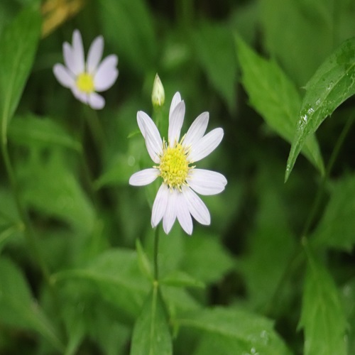 ミヤマヨメナの花