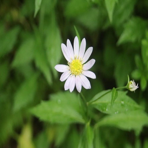 ミヤマヨメナの花