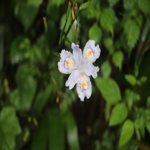 シャガの花