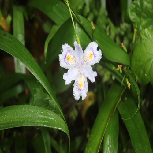 シャガの花