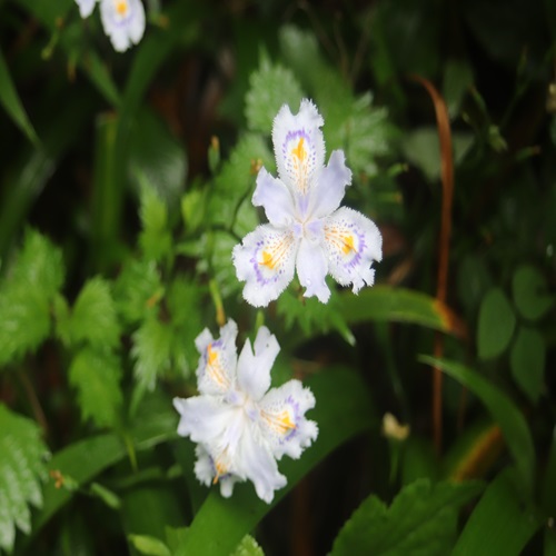 シャガの花