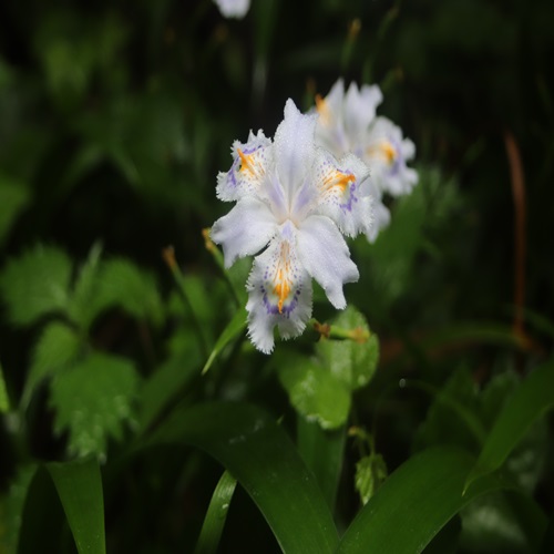 シャガの花