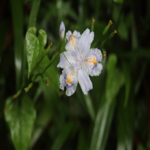 シャガの花