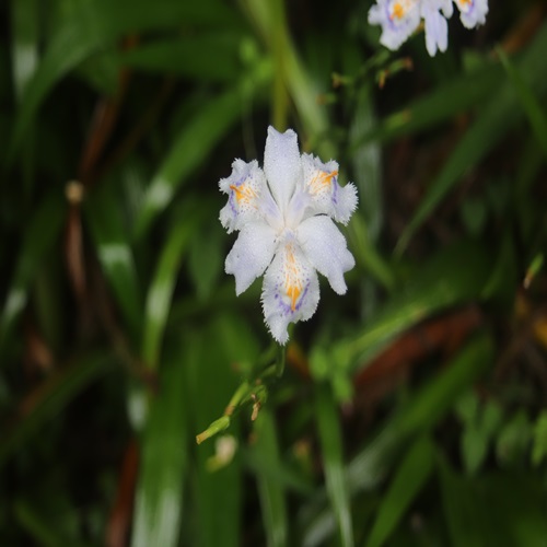 シャガの花