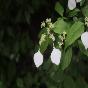 ガクウツギの花