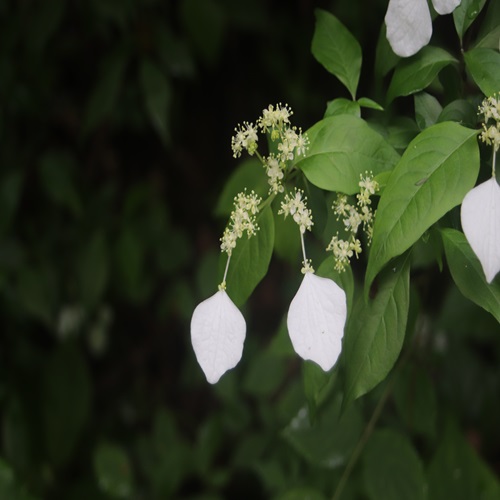 ガクウツギの花