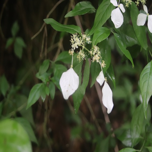 ガクウツギの花
