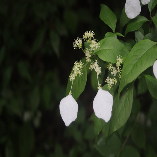 ガクウツギの花
