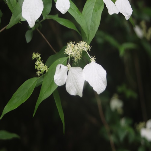 ガクウツギの花