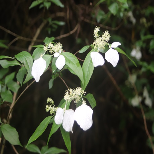 ガクウツギの花