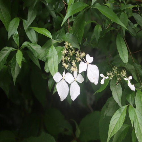ガクウツギの花