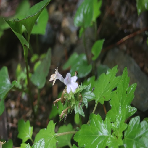 オウギカズラの花