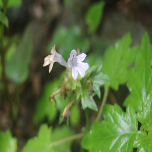 オウギカズラの花
