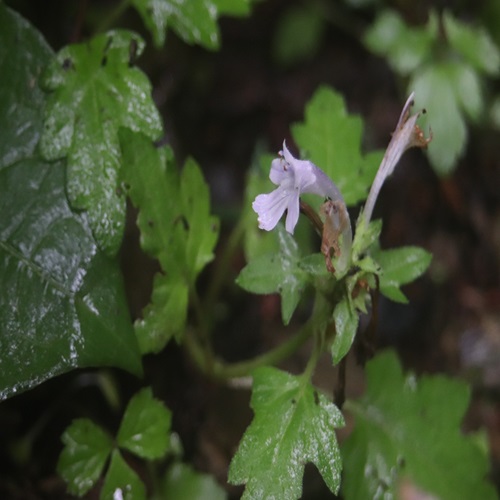 オウギカズラの花