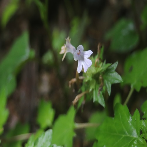 オウギカズラの花