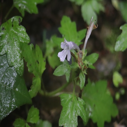 オウギカズラの花