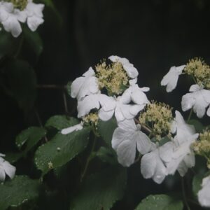 ヤブデマリの花