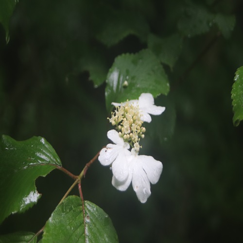 ヤブデマリの花