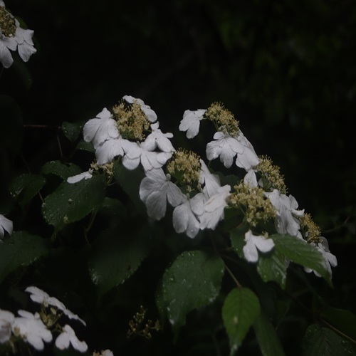 ヤブデマリの花