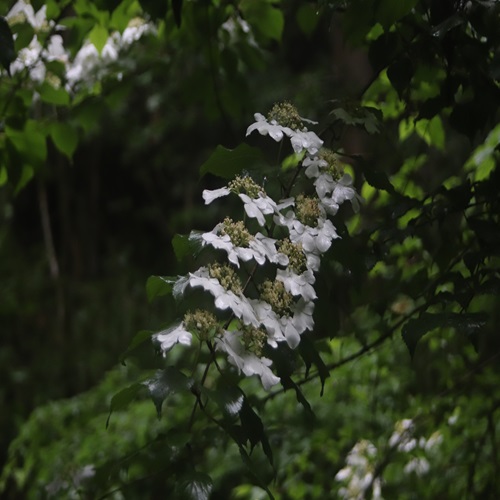 ヤブデマリの花