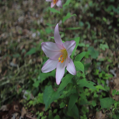 ヒメサユリの花