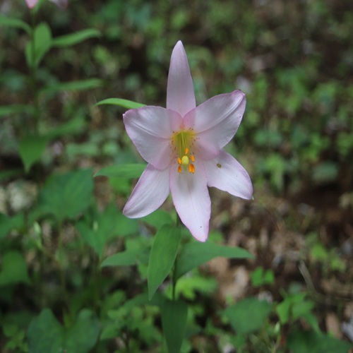 ヒメサユリの花