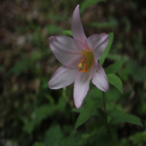 ヒメサユリの花