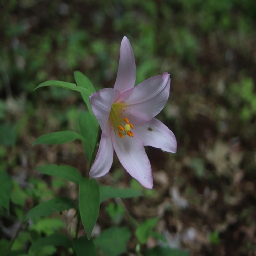 ヒメサユリの花