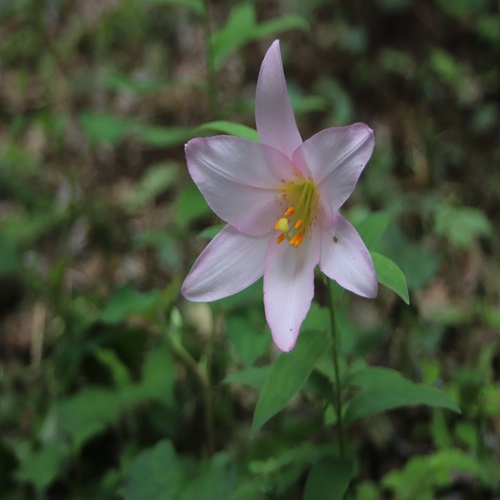 ヒメサユリの花