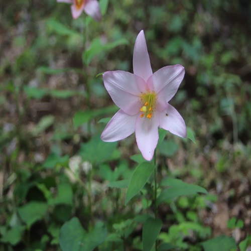 ヒメサユリの花